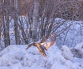 Female Mallard Landing in the Golden Light of Late Afternoon