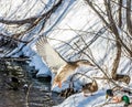 Female Mallard Landing over the Herd