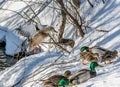 Female Mallard Landing over the Herd