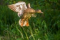 Female Mallard landing in Spring Royalty Free Stock Photo