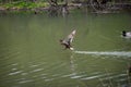 Female mallard landing on the water