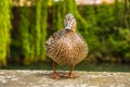 Female Mallard