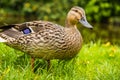 Female Mallard