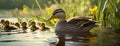 A female mallard leads her adorable ducklings along the tranquil riverbank, basking in the warm sun and showcasing