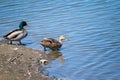 A female mallard and male drake duck family dips their feet in the water to swim. Beer can litter in the photo Royalty Free Stock Photo