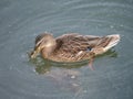 A Female Mallard Paddling in Murky Water Royalty Free Stock Photo