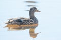 Female mallard in peaceful tranquil waters during early Spring migrations at the Wood Lake Nature Center in Minnesota Royalty Free Stock Photo