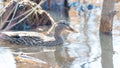 Female mallard in peaceful tranquil waters during early Spring migrations at the Wood Lake Nature Center in Minnesota Royalty Free Stock Photo