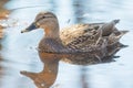 Female mallard in peaceful tranquil waters during early Spring migrations at the Wood Lake Nature Center in Minnesota Royalty Free Stock Photo