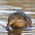 female mallard on pond Royalty Free Stock Photo