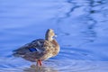 Female Mallard Pondering Royalty Free Stock Photo