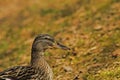 female mallard