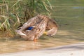 Female mallard preening standing in crystal clear lake water of Royalty Free Stock Photo