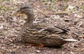 Female mallard sitting on the ground Royalty Free Stock Photo