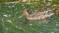 Female mallard with six small young swimming