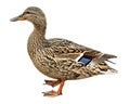 Female Mallard, standing in front of white