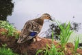 Female Mallard standing over a duckling.