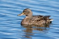 Female Mallard Royalty Free Stock Photo