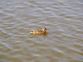 Female mallard swims on the river outside the city. spring Sunny day. beautiful young drake. Royalty Free Stock Photo