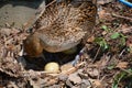 Female mallard taking care of her eggs in spring saison