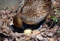 Female mallard taking care of her eggs in spring saison Royalty Free Stock Photo