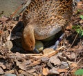 Female mallard taking care of her eggs in spring saison