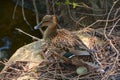 Female mallard taking care of her eggs in spring saison Royalty Free Stock Photo