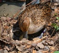 Female mallard taking care of her eggs Royalty Free Stock Photo