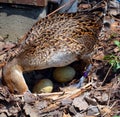 Female mallard taking care of her eggs Royalty Free Stock Photo