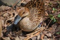 Female mallard taking care of her eggs Royalty Free Stock Photo