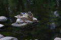 A female mallard about to fly