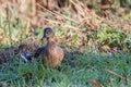 Female Mallard walking through dew laden grass Royalty Free Stock Photo