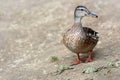 Female Mallard, wild duck shooting outdoors.