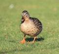 A female mallard duck standing on grass