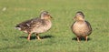 Two Female mallard duck standing on grass showing there lovely orange legs and webbed feet