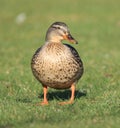 Female mallard duck standing on grass showing her lovely orange legs and webbed feet