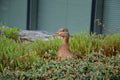 Female mallards nest in a flowerbed of a city park near the windows of a house and a footpath. she feels safe and so she doesn`t m