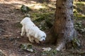 Female Maltese Puppy Walking in the Forest