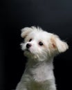 Female Maltese Puppy White Dog Photo Shoot Session studio with black background