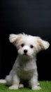 Female Maltese Puppy White Dog Photo Shoot Session studio with black background