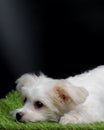 Female Maltese Puppy White Dog Photo Shoot Session studio with black background