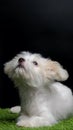 Female Maltese Puppy White Dog Photo Shoot Session studio with black background