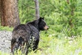 Female mama black bear in Yellowstone National Park walks through the forest with wildflowers Royalty Free Stock Photo