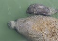 Female Manatee and Baby Royalty Free Stock Photo