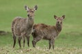 A pretty female Manchurian Sika Deer, Cervus nippon mantchuricus, and a cute fawn are standing in a meadow looking. Royalty Free Stock Photo