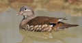 Female mandarin duck. Royalty Free Stock Photo