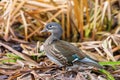 Female Mandarin Duck Aix galericulata Mandarin duck Female Royalty Free Stock Photo