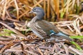 Female Mandarin Duck Aix galericulata Mandarin duck Female Royalty Free Stock Photo