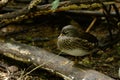 Female Mandarin duck (Aix galericulata) Royalty Free Stock Photo