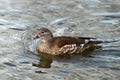 The female Mandarin Duck (Aix galericulata) Royalty Free Stock Photo